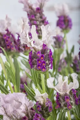 Lavandula stoechas (Kuiflavendel) - afbeelding 9