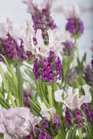 Lavandula stoechas (Kuiflavendel) - afbeelding 9