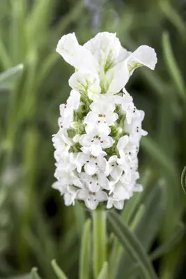 Lavandula stoechas (Kuiflavendel) - afbeelding 10