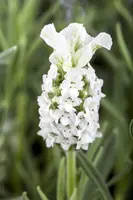 Lavandula stoechas (Kuiflavendel) - afbeelding 10