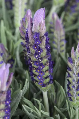 Lavandula stoechas (Kuiflavendel) - afbeelding 11