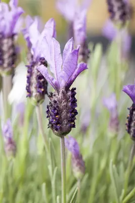 Lavandula stoechas (Kuiflavendel) - afbeelding 13