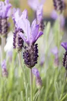 Lavandula stoechas (Kuiflavendel) - afbeelding 13