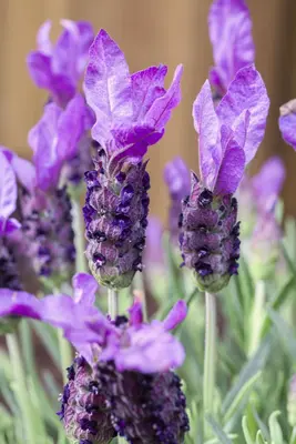 Lavandula stoechas (Kuiflavendel) - afbeelding 16