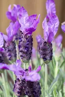 Lavandula stoechas (Kuiflavendel) - afbeelding 16