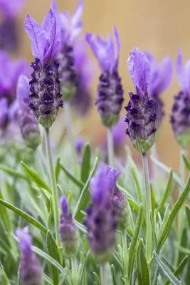 Lavandula stoechas (Kuiflavendel) - afbeelding 19