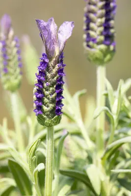 Lavandula stoechas (Kuiflavendel) - afbeelding 22