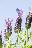 Lavandula stoechas (Kuiflavendel) - afbeelding 23