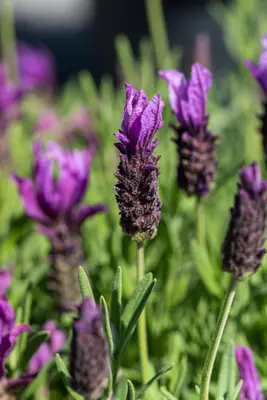 Lavandula stoechas (Kuiflavendel) - afbeelding 25