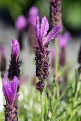 Lavandula stoechas (Kuiflavendel) - afbeelding 26