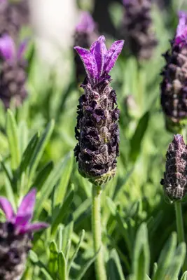 Lavandula stoechas (Kuiflavendel) - afbeelding 27