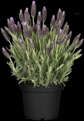 Lavandula stoechas (Kuiflavendel) - afbeelding 12