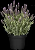 Lavandula stoechas (Kuiflavendel) - afbeelding 12