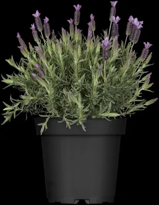 Lavandula stoechas (Kuiflavendel) - afbeelding 1