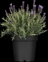 Lavandula stoechas (Kuiflavendel) - afbeelding 1
