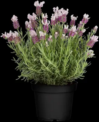 Lavandula stoechas (Kuiflavendel) - afbeelding 8