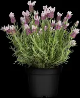 Lavandula stoechas (Kuiflavendel) - afbeelding 8