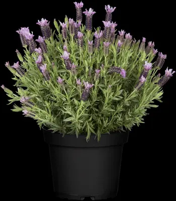 Lavandula stoechas (Kuiflavendel) - afbeelding 14