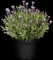 Lavandula stoechas (Kuiflavendel) - afbeelding 14