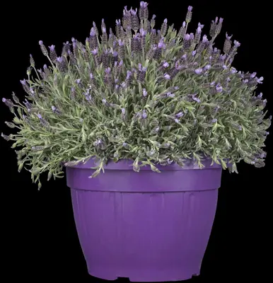 Lavandula stoechas (Kuiflavendel) - afbeelding 3