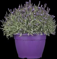 Lavandula stoechas (Kuiflavendel) - afbeelding 3