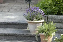 Lavandula stoechas (Kuiflavendel) - afbeelding 24