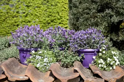 Lavandula stoechas (Kuiflavendel) - afbeelding 7