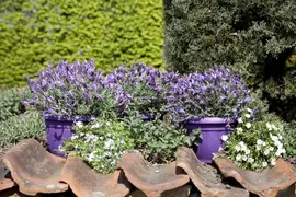 Lavandula stoechas (Kuiflavendel) - afbeelding 7