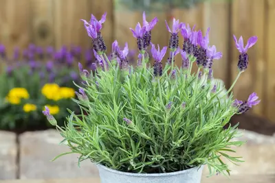 Lavandula stoechas (Kuiflavendel) - afbeelding 15