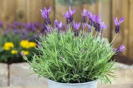 Lavandula stoechas (Kuiflavendel) - afbeelding 15