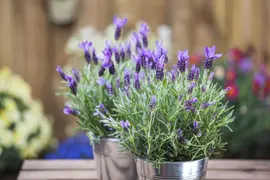 Lavandula stoechas (Kuiflavendel) - afbeelding 17