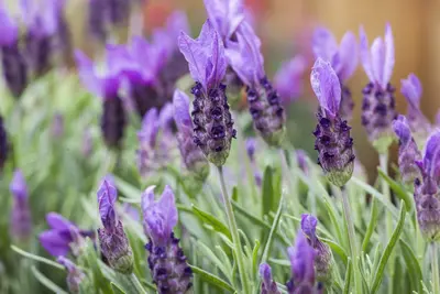 Lavandula stoechas (Kuiflavendel) - afbeelding 18