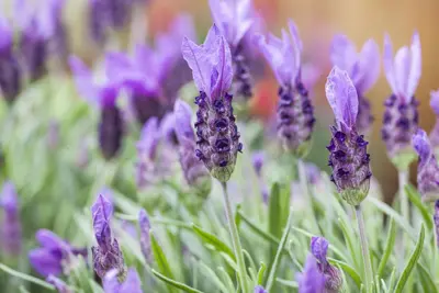 Lavandula stoechas (Kuiflavendel) - afbeelding 20