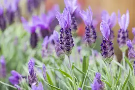 Lavandula stoechas (Kuiflavendel) - afbeelding 20