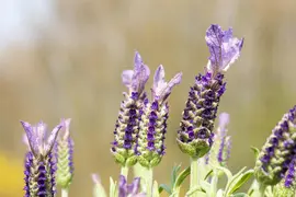 Lavandula stoechas (Kuiflavendel) - afbeelding 21