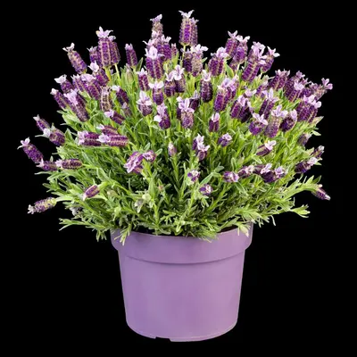 Lavandula stoechas (Kuiflavendel) - afbeelding 28