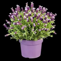 Lavandula stoechas (Kuiflavendel) - afbeelding 28