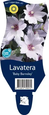 Lavatera 'Baby Barnsley' (Struikmalva) - afbeelding 1