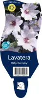 Lavatera 'Baby Barnsley' (Struikmalva) - afbeelding 1