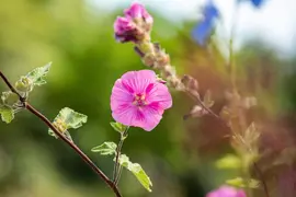 Lavatera 'Burgundy Wine' (Lavatera) - afbeelding 2