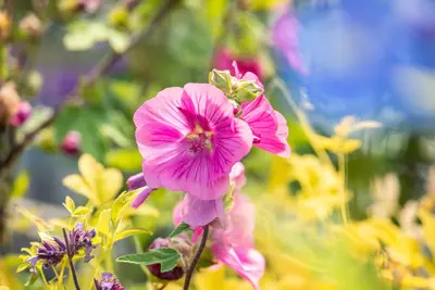 Lavatera 'Burgundy Wine' (Lavatera) - afbeelding 4