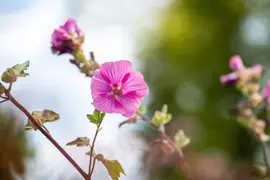 Lavatera 'Burgundy Wine' (Lavatera) - afbeelding 5