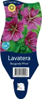 Lavatera 'Burgundy Wine' (Lavatera) - afbeelding 1