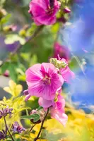 Lavatera 'Burgundy Wine' (Lavatera) - afbeelding 6