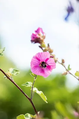 Lavatera 'Burgundy Wine' (Lavatera) - afbeelding 3