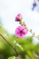 Lavatera 'Burgundy Wine' (Lavatera) - afbeelding 3