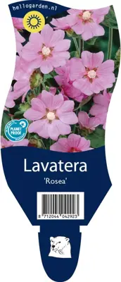 Lavatera 'Rosea' (Lavatera) - afbeelding 1