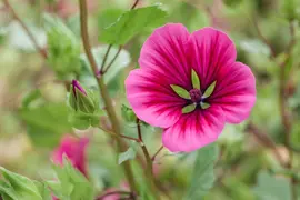 Lavatera x olbia 'Red Rum' (Kaasjeskruid 'Red Rum') - afbeelding 1