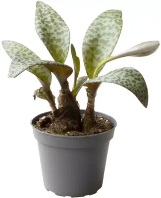 Ledeboria socialis (Zilverkruid) 11cm - afbeelding 1