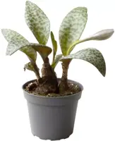 Ledeboria socialis (Zilverkruid) 11cm - afbeelding 1